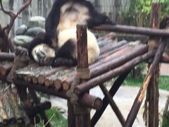 -成都大熊猫繁育研究基地