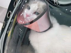 -佳雯宠物医院(四明中路分院)