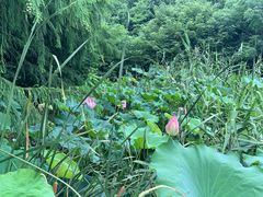 -同里国家湿地公园