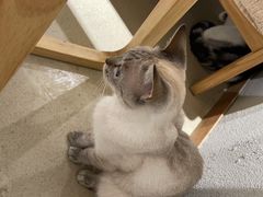 -藏猫猫咖啡主题馆(中央大道店)