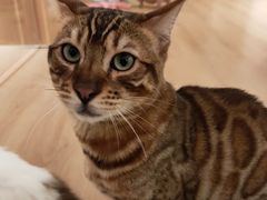 -猫腻·猫咖·撸猫馆(星光大道店)
