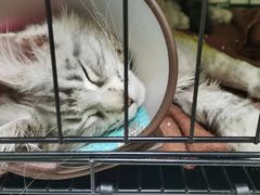 -瑞鹏宠物医院·骨科·猫科·内科(第一中心)