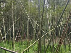 -同里国家湿地公园