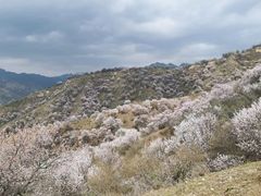 -中华福寿山