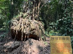 -莫里热带雨林景区