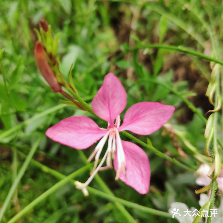 山桃草（玉蝶花，千鸟花）