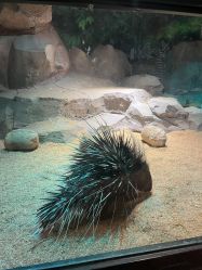 -酷嗒动物文化乐园(cutezoo西溪乐天城店)