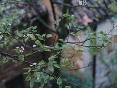 -篁岭景区
