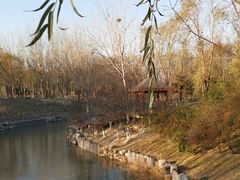 -大兴滨河森林公园