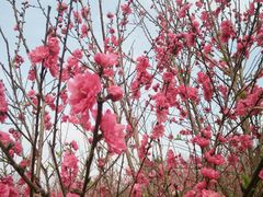 -南宁花花大世界景区