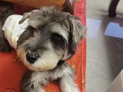 -爱宠屋pet shop·宠物洗澡·宠物美容