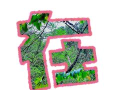 -深圳市中科院仙湖植物园
