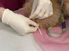 -北京观赏动物医院·24小时大型综合·猫专科·异宠专科