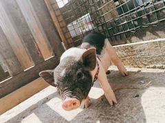 -前小桔亲子创意农场·草莓采摘·露营烧烤