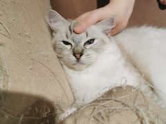 -藏猫猫咖啡主题馆(中央大道店)