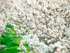 -树山生态村