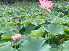 -莲花池公园