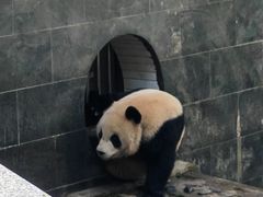 -中国大熊猫保护研究中心雅安碧峰峡基地