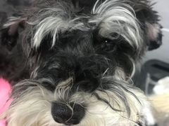 -宠福鑫康馨动物医院·骨科·眼科