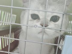 -唐小姐の猫狗洗护·购宠旗舰店(周浦万达店)