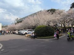 -武汉大学-樱园