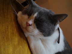 -李小姐の猫咖啡馆(五角场店)