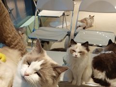 -怪兽屋·羊驼·猫咖·狗咖(俊华广场店)