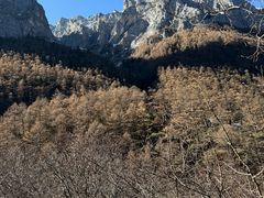 -稻城亚丁景区-冲古草甸