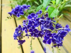 -皖北羊肉汤牛肉汤