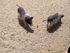 -前小桔亲子创意农场·草莓采摘·露营烧烤