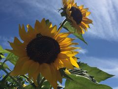 -北纬44度·金珠花海休闲农业旅游景区