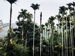 -海南槟榔谷黎苗文化旅游区