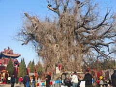 -大槐树寻根祭祖园