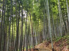 -上海佘山国家森林公园天马山园