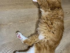 -MOCHA明星猫咖(田子坊店)