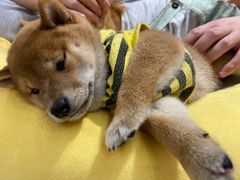 -逗柴咖啡屋·狗咖猫咖宠物桌游