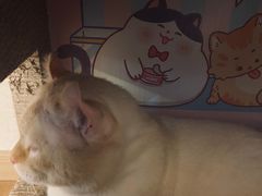 -猫腻·猫咖·撸猫馆(星光大道店)