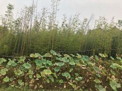 -百翠山居.家飨餐厅