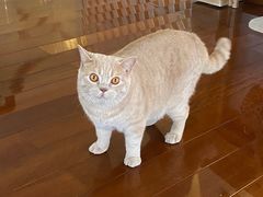 -Catmate·猫肥家润(金润铂宫店)