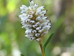 -武汉紫薇都市田园