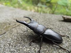 -羚羊峡古栈道森林公园