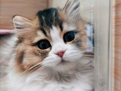 -momokira米努特·德文卷毛猫·棉花面纱犬