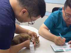 -中农国际动物医院24小时·猫科·骨科·急重症中心