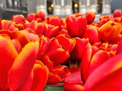 -王府井天主教堂