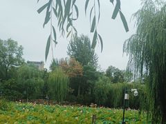 -莲湖公园