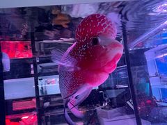 -花鸟鱼虫鲜花绿植市场(玉泉路店)