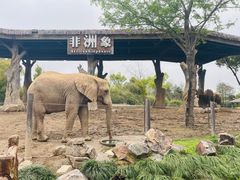 -上海野生动物园老虎餐厅