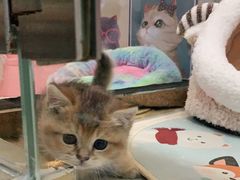 -糯米喵星人总部直营旗舰店·猫舍·幼猫出售