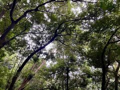 -火炉山森林公园