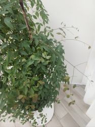 -HEYAN荷妍专业脱毛连锁机构
